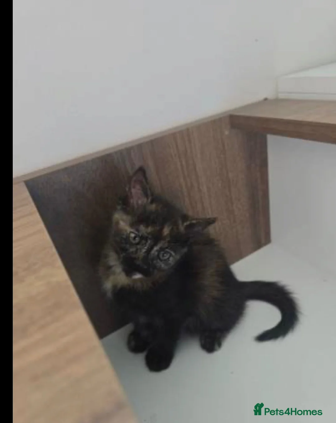 Ragdoll cats for sale: ragdoll mix kittens  - Advert 2