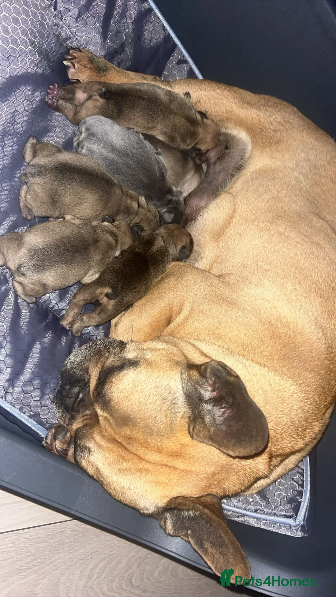 French Bulldog dogs for sale: French bulldogs - Advert 1