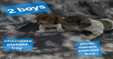 Miniature Dachshund dogs - Advert 6