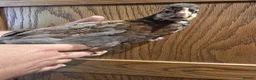 Chickens poultry for sale: White Maran, Legbar and Crypt Walker grow outs - Advert 6