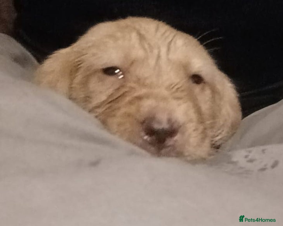 Labrador Retriever dogs for sale: Dudley Fox Red Labradors with FTCH in lineage - Advert 29