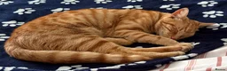 Mixed Breed cats for sale: Loving Ginger Cat - neutered male  - Advert 6