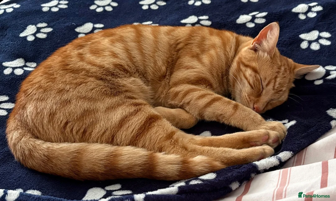 Mixed Breed cats for sale: Loving Ginger Cat - neutered male  - Advert 6