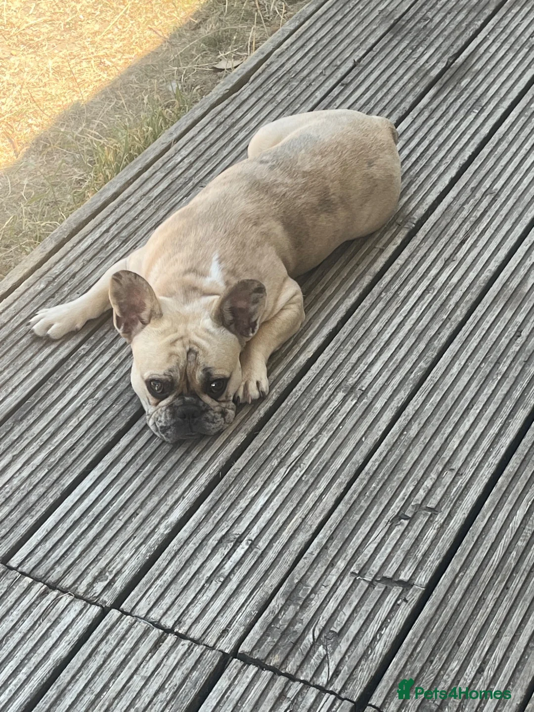 French Bulldog dogs for sale: 9 months French bulldog  - Advert 4