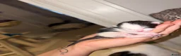 Bengal cats for sale: Mixed bengal x rare all white blue eyed .   in Bushey - Advert 34