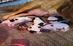 Cocker Spaniel dogs for sale: Kc registered mixed litter - Image 4
