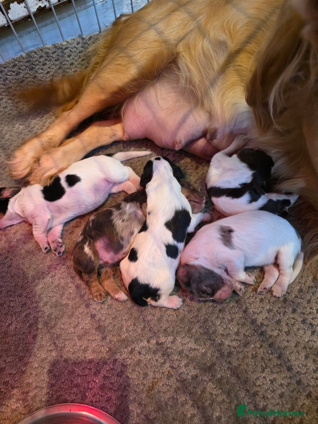 Cocker Spaniel dogs for sale: Kc registered mixed litter - Image 4