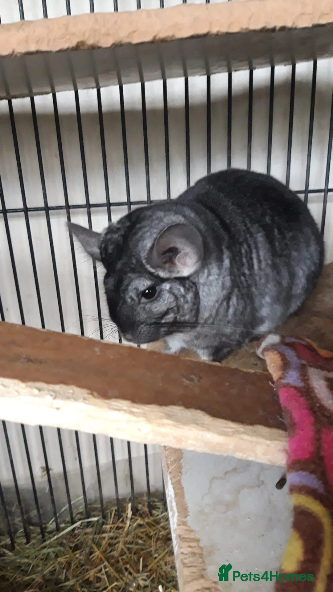 Chinchilla rodents for sale: Chinchilla  in Manchester - Advert 1