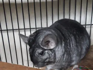 Chinchilla rodents Chinchilla - Advert 4