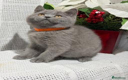 British Shorthair cats for sale: Adorable British shorthair kittens TICA - Image 8