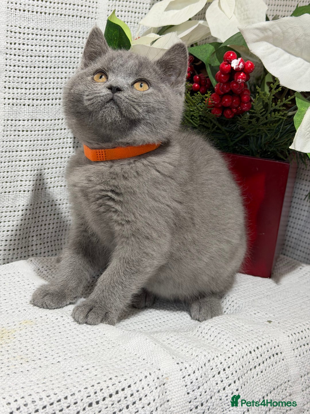 British Shorthair cats for sale: Adorable British shorthair kittens TICA - Image 8