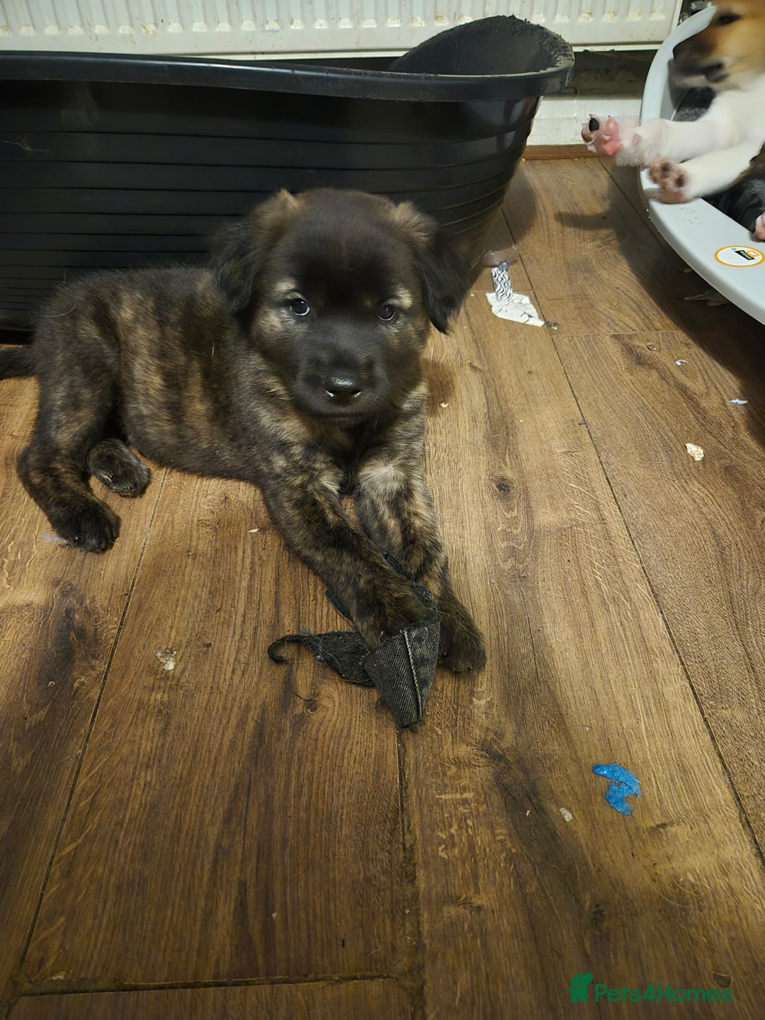 Mixed Breed dogs for sale: American Akita/Bullmastiff cross - Image 8