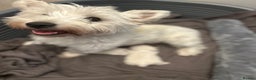 West Highland Terrier dogs for sale: Beautiful West Highland Terrier (Westie) Puppies  - Advert 1