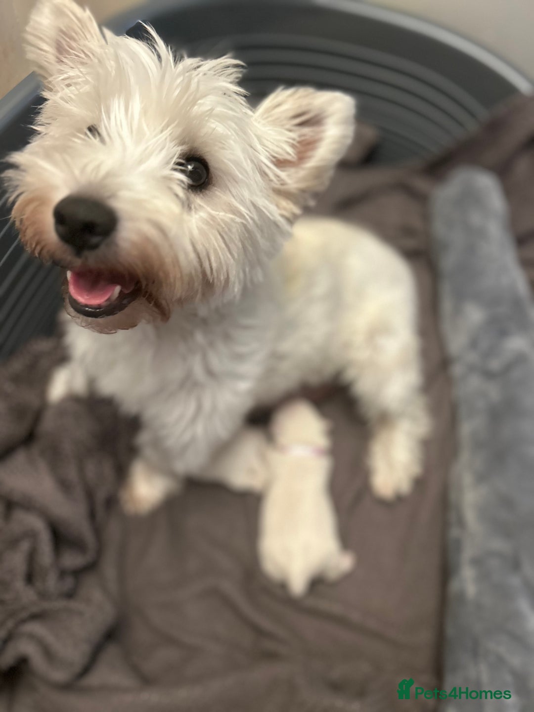 West Highland Terrier dogs for sale: Beautiful West Highland Terrier (Westie) Puppies  - Advert 1