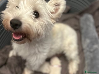 West Highland Terrier dogs Beautiful West Highland Terrier (Westie) Puppies - Advert 6