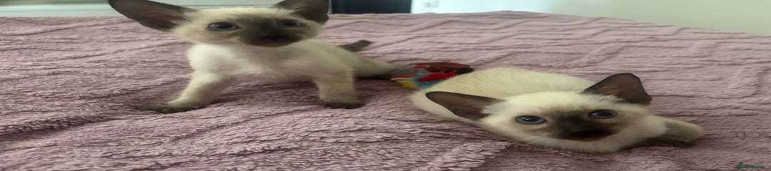 Siamese Kitten 2