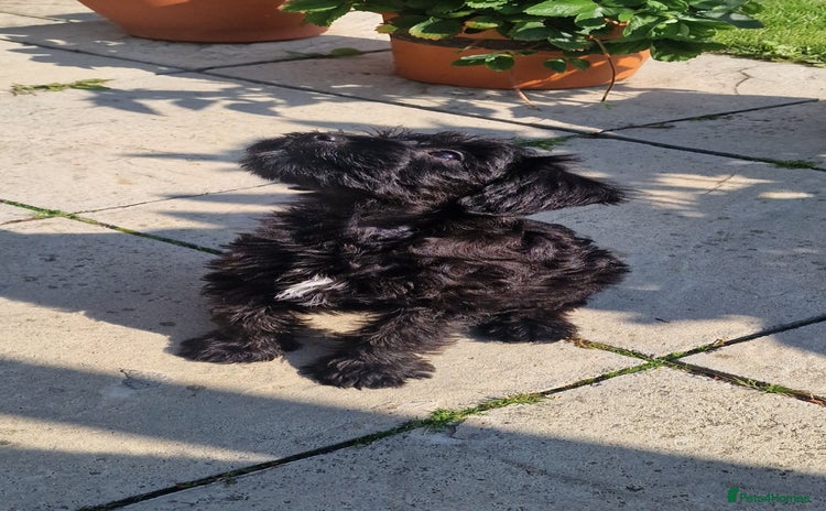 Schnoodle dogs - Advert 10