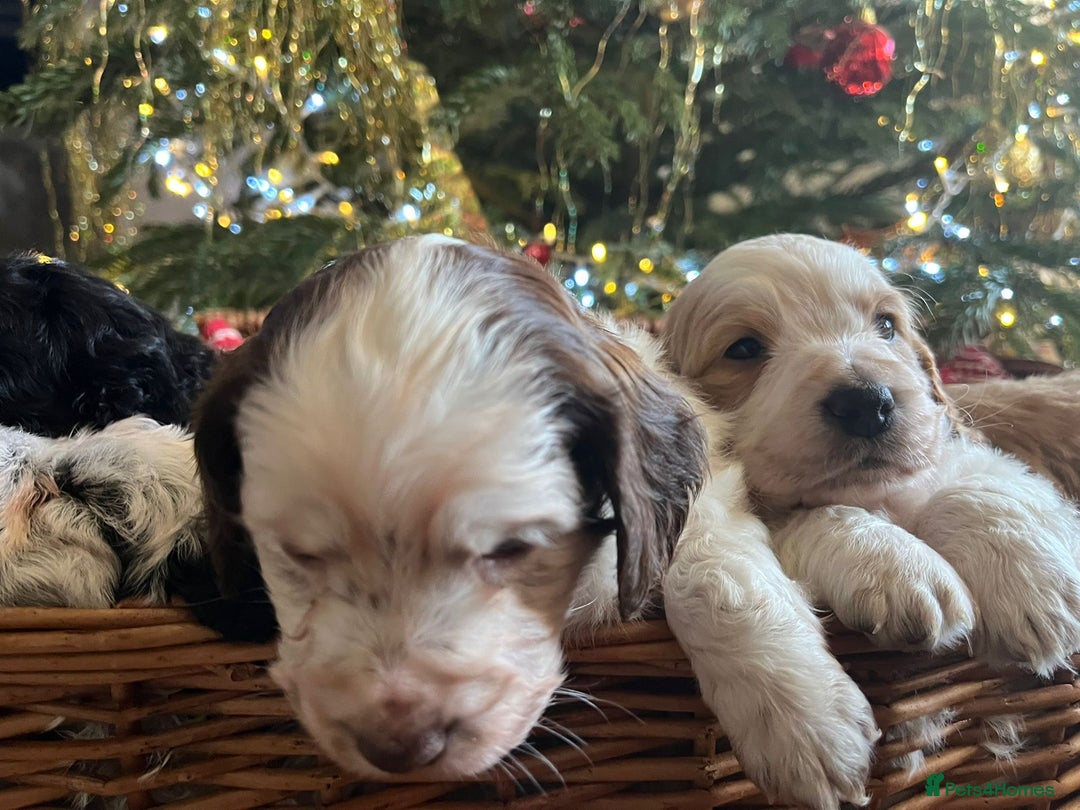 Cockapoo dogs for sale: Beautiful cockapoo puppies - Advert 21