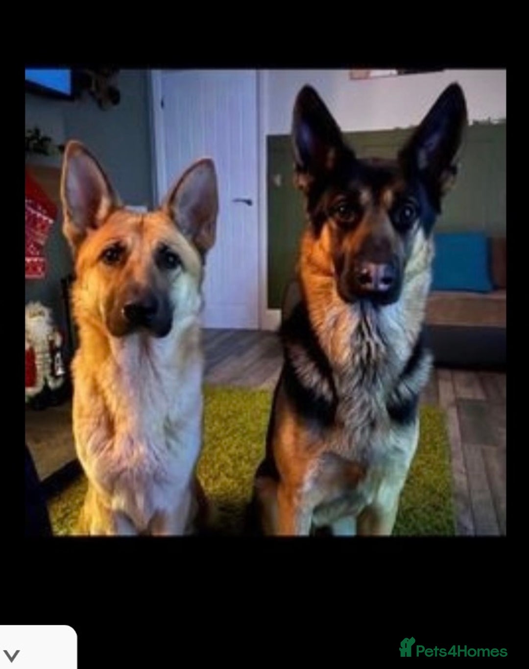 German Shepherd dogs for sale: 2 year old male German shepherd  - Advert 16