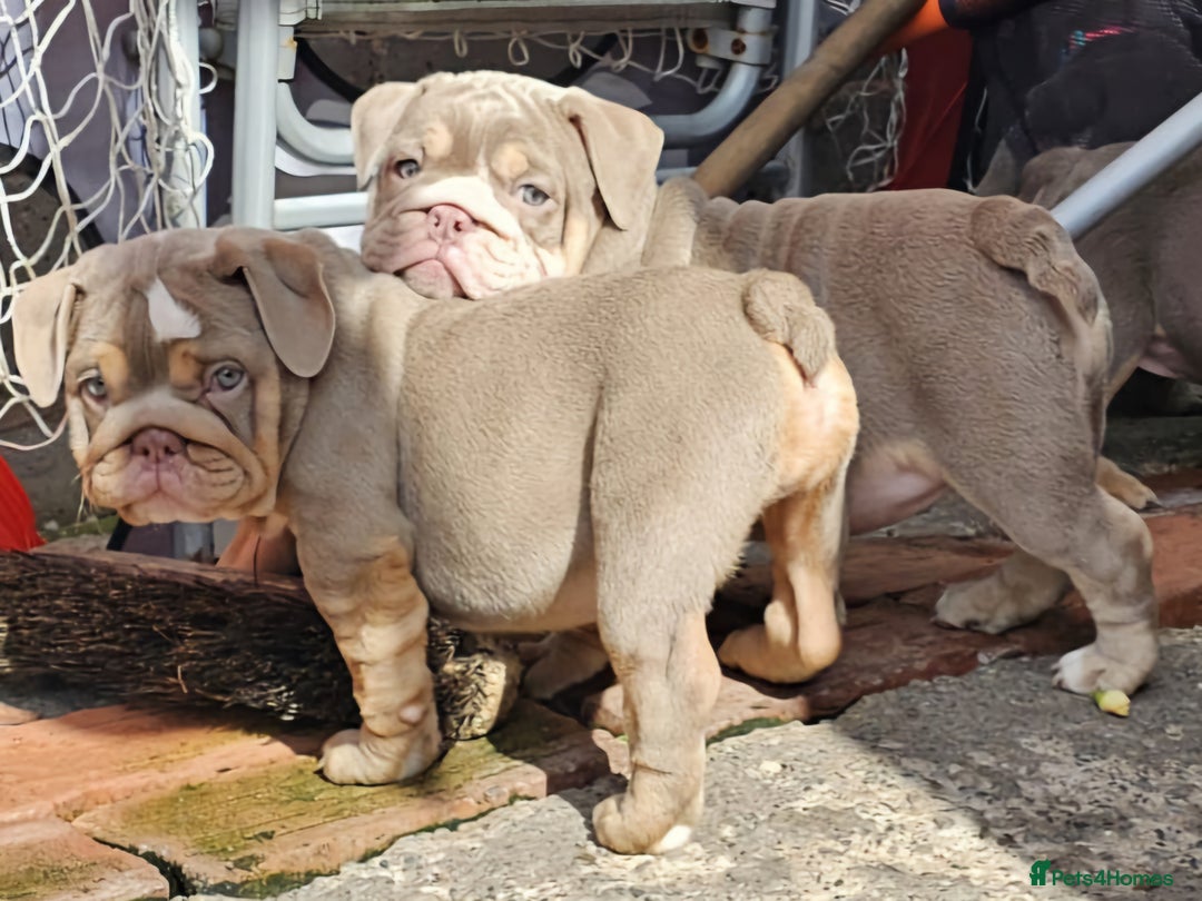 English Bulldog dogs for sale: Final Female English Bulldog available - Image 15
