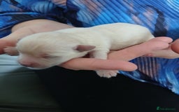Chorkie dogs for sale:  Beautiful Chorkie pups for sale  - Image 4