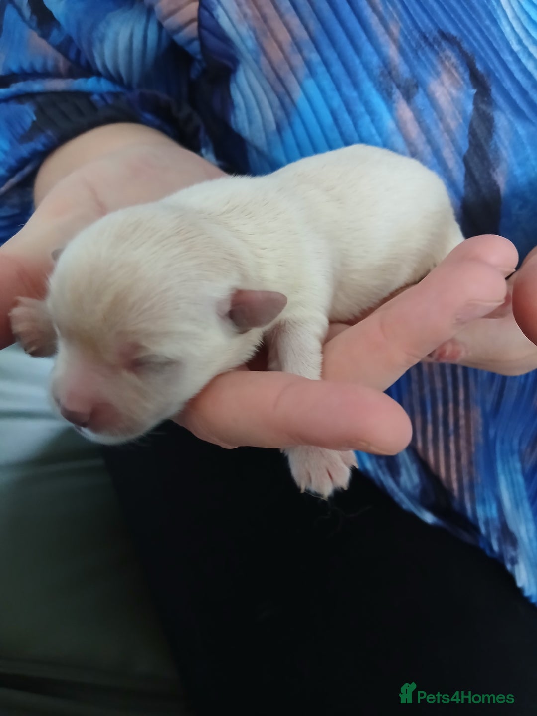 Chorkie dogs for sale:  Beautiful Chorkie pups for sale  - Image 4