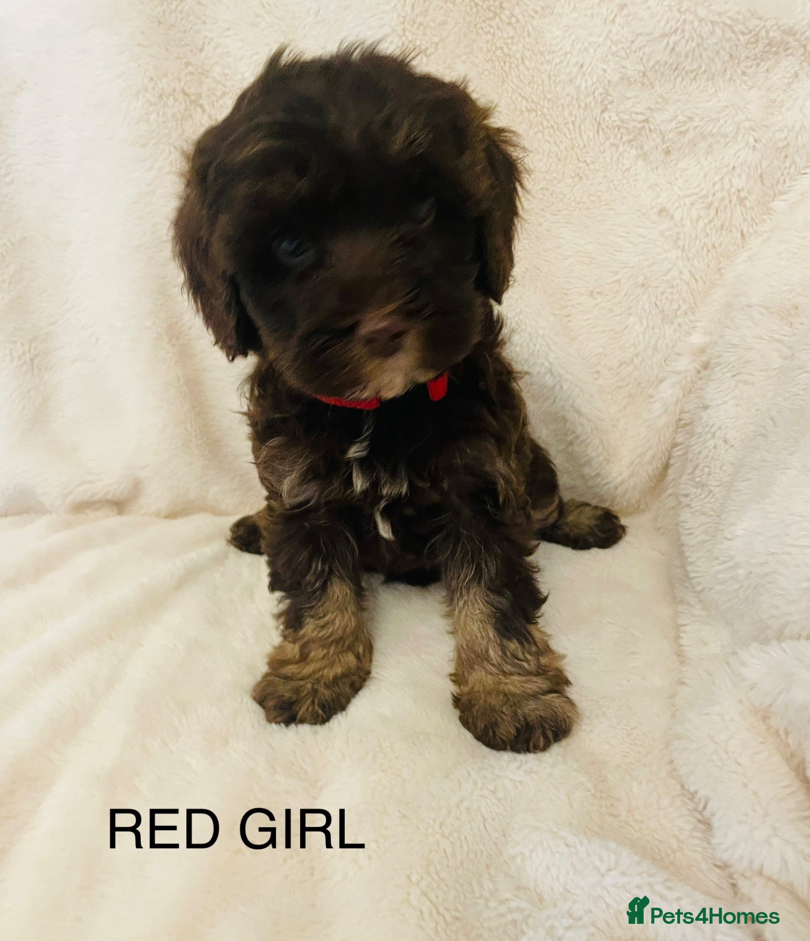 Cockapoo dogs for sale: Stunning Cockapoos Merle and Chocolate  - Advert 23