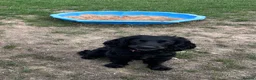 Sprocker dogs for sale: Male sprocker spaniel in South Ockendon - Advert 4