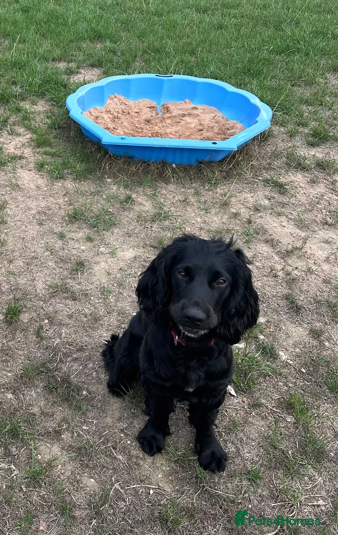 Sprocker dogs for sale: Male sprocker spaniel in South Ockendon - Advert 4