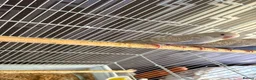 Budgerigars birds for sale: Dun fallow spilt bf budgies  - Advert 6
