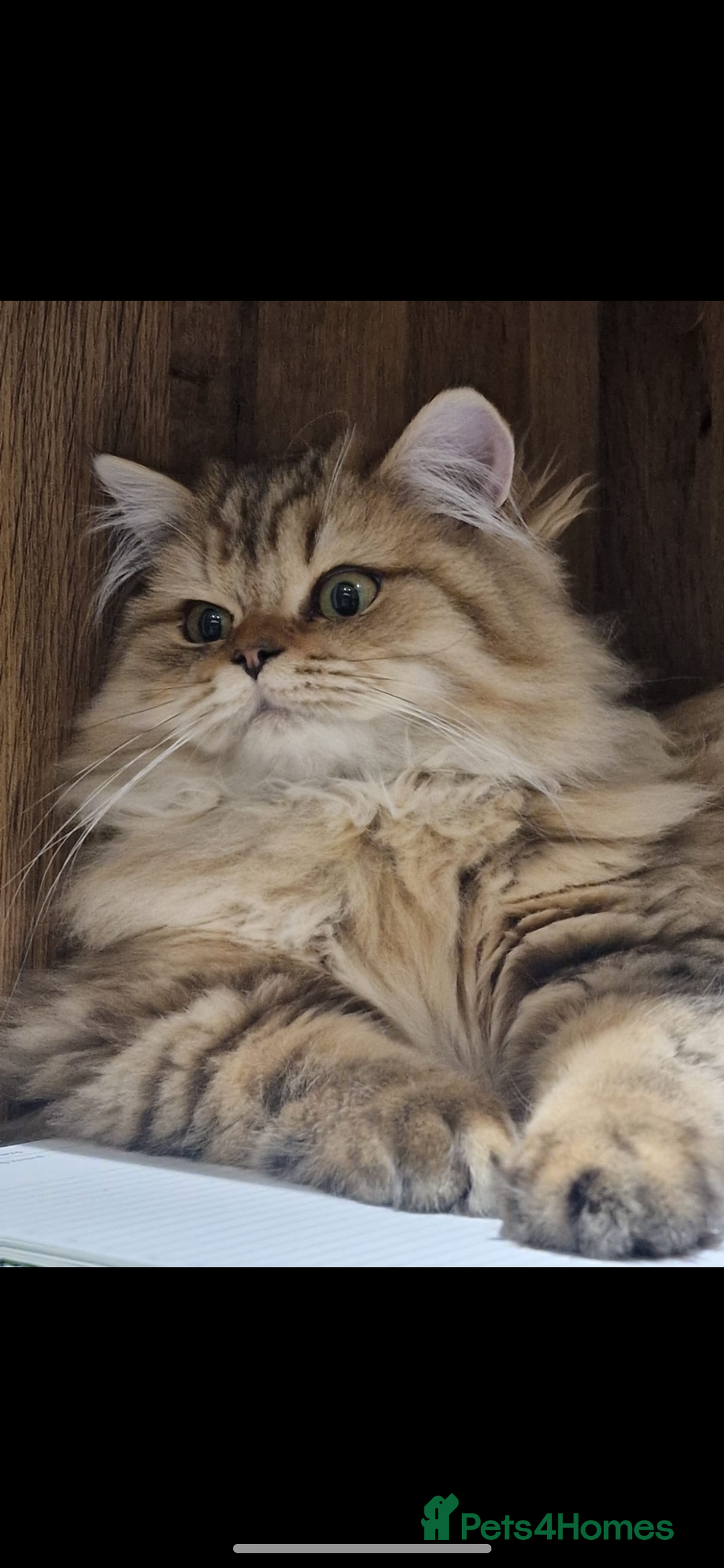 British Longhair cats for sale: Lilac golden tip female  - Advert 2