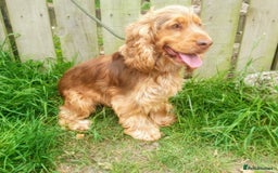 Cocker Spaniel dogs for sale:  Cocker Spaniel Stud Available For Rehome  - Advert 2