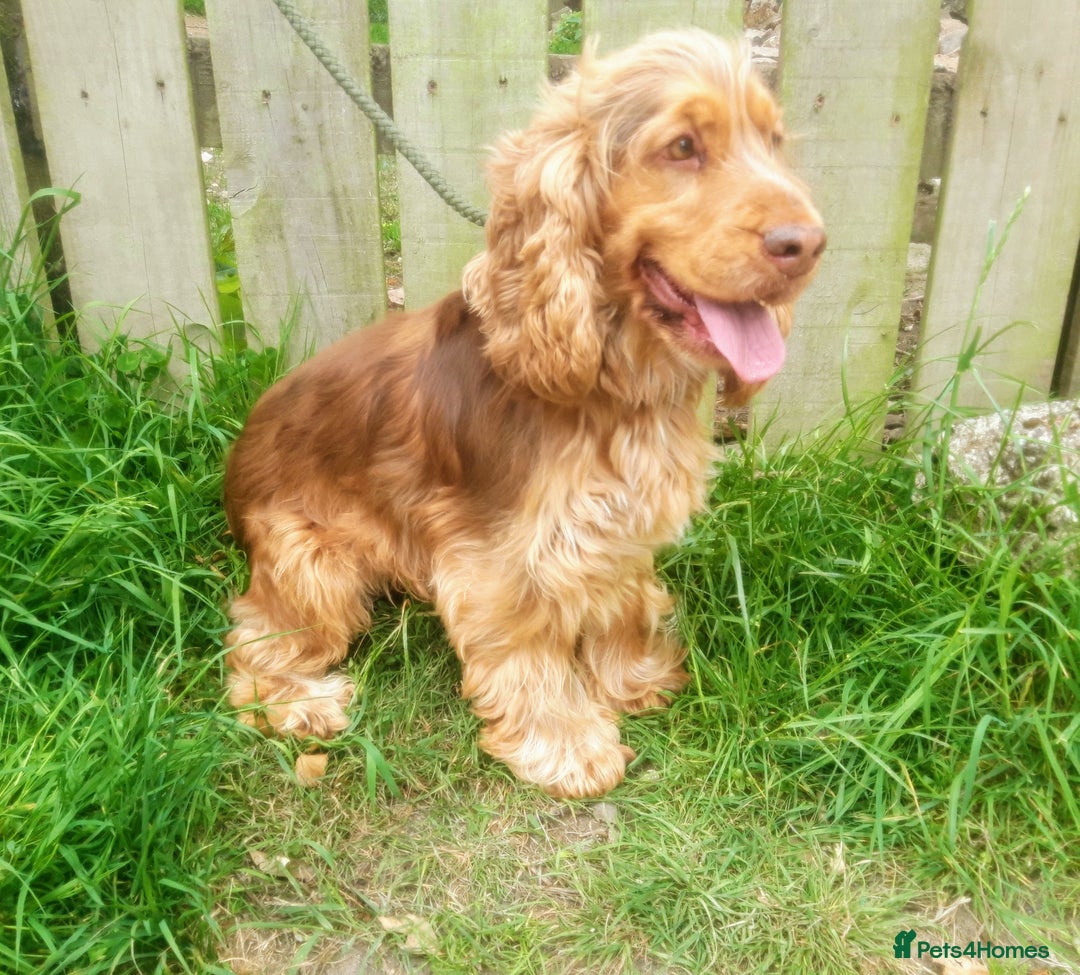 Cocker Spaniel dogs for sale:  Cocker Spaniel Stud Available For Rehome  - Advert 2