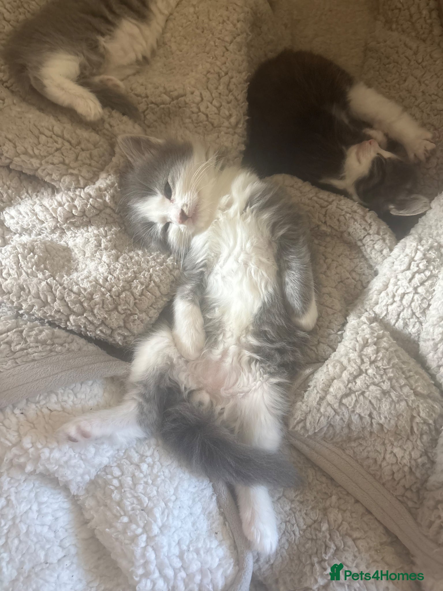Ragdoll cats for sale: Ragdoll x bengal kittens  - Advert 10