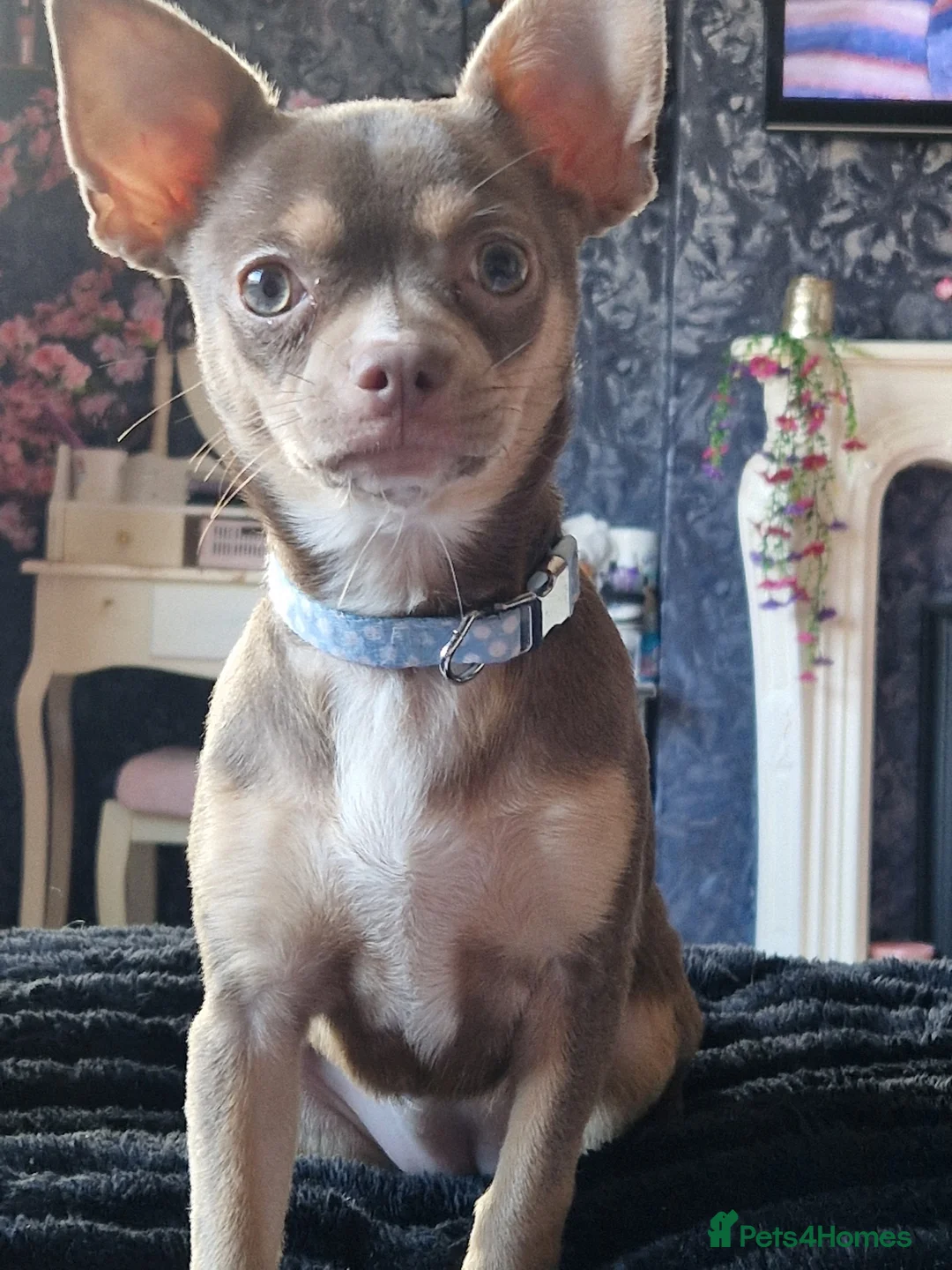 Chihuahua dogs for sale: 9 month old chihuahua bitch  - Advert 2