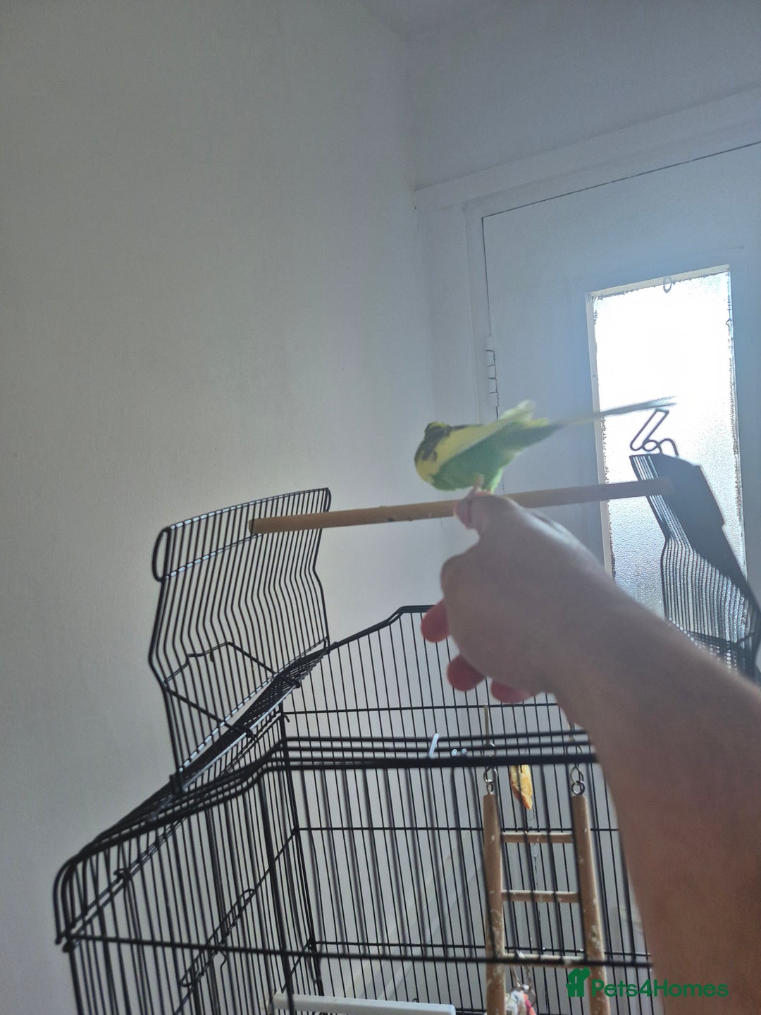 Mixed Breed birds for sale: Beautiful family bird - Image 2