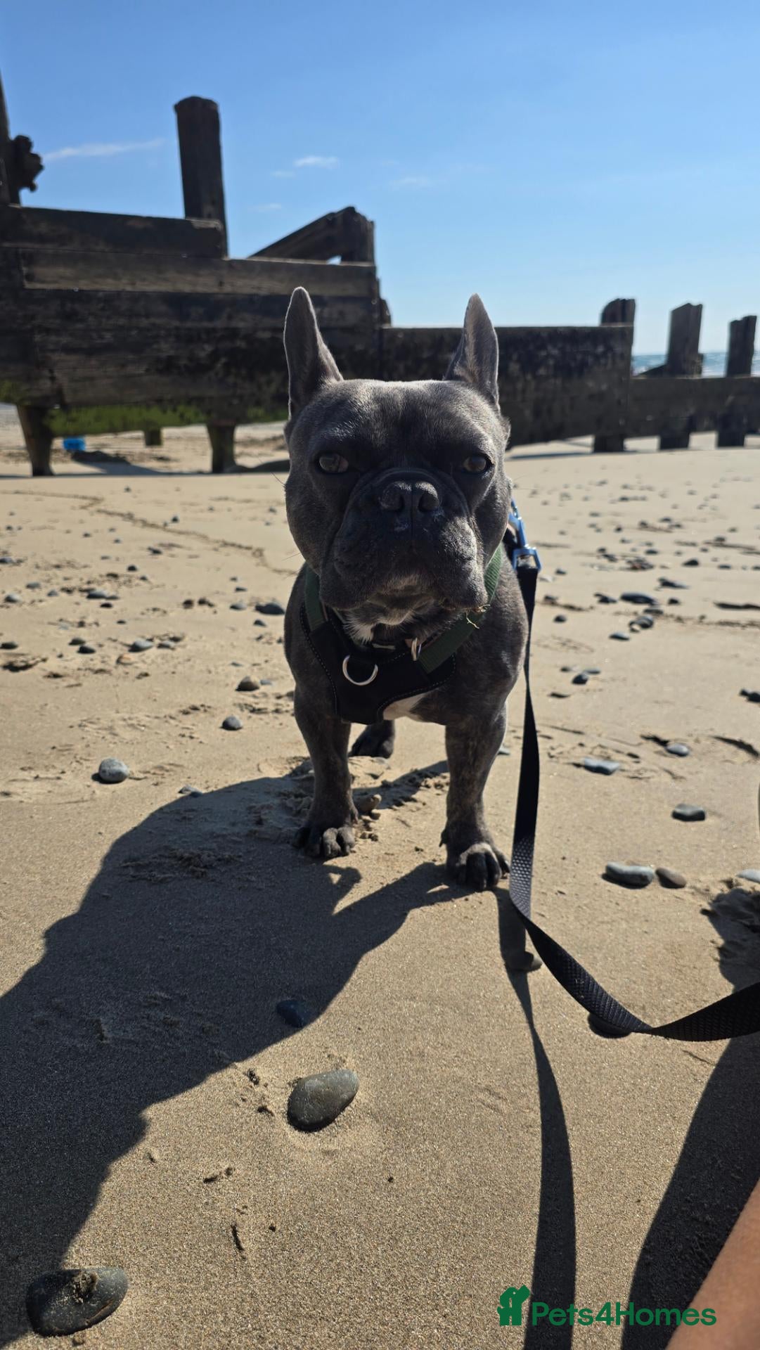 French Bulldog dogs Nacho - Advert 1
