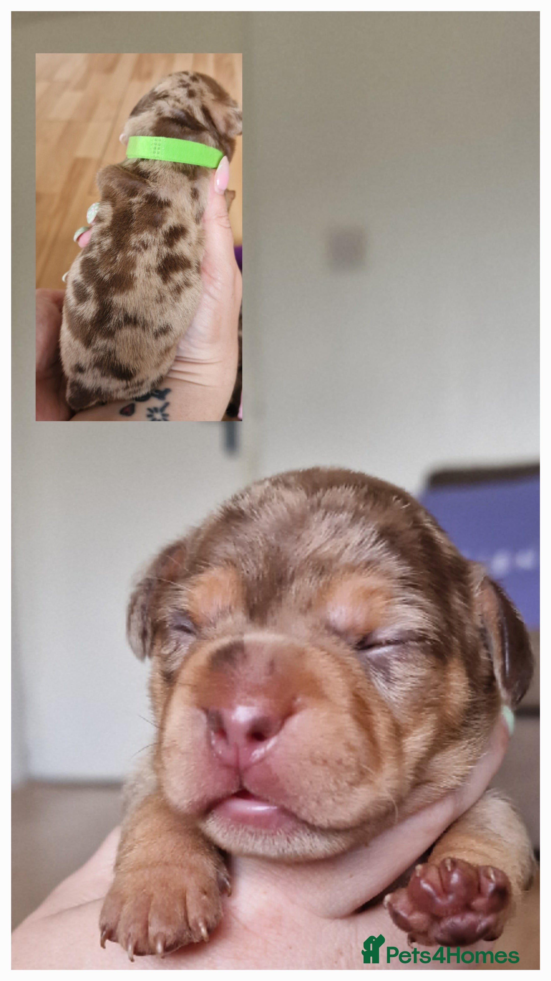 Mixed Breed dogs for sale: French Bulldog x Miniature Dachshund Puppies - Advert 20