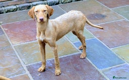 Hungarian Vizsla dogs for sale: Meet My Darling Sofie our Charming Girl  - Image 4