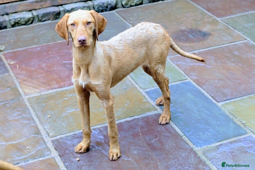 Hungarian Vizsla dogs for sale: Meet My Darling Sofie our Charming Girl  - Image 4