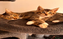Mixed Breed cats for sale: Beautiful and super playful kittens  - Image 12