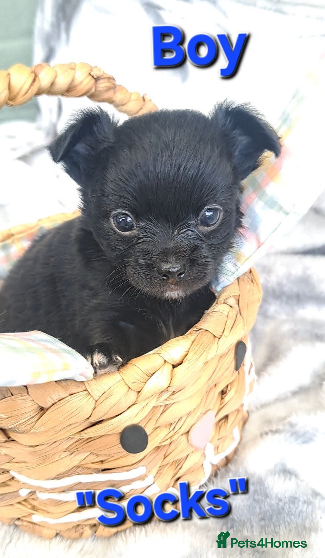Chihuahua dogs Long Coat Chihuahua puppies - Advert 19
