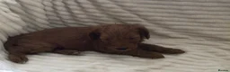 Cockapoo dogs for sale: Beautiful f2 cockapoo puppies - Advert 7