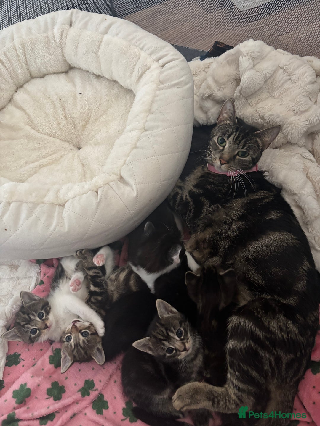 Mixed Breed cats for sale: 6 lovely mixed breed kittens  - Advert 1