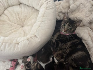 Mixed Breed cats 6 lovely mixed breed kittens - Advert 1