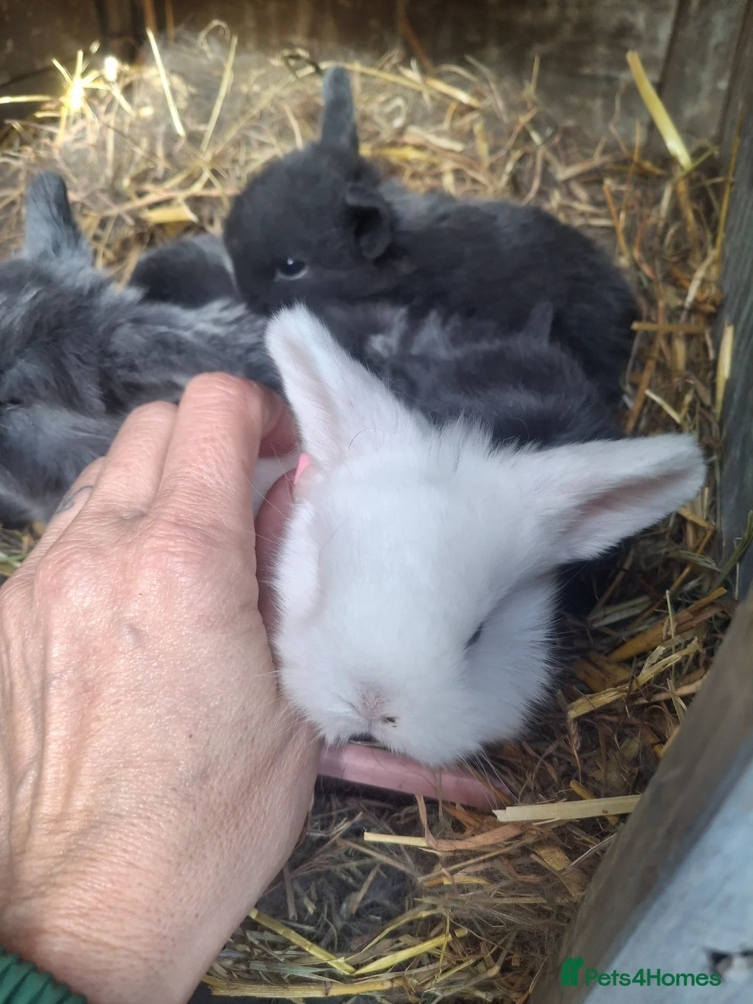 Mini Lop rabbits for sale: Beautiful full mini lops  - Advert 3