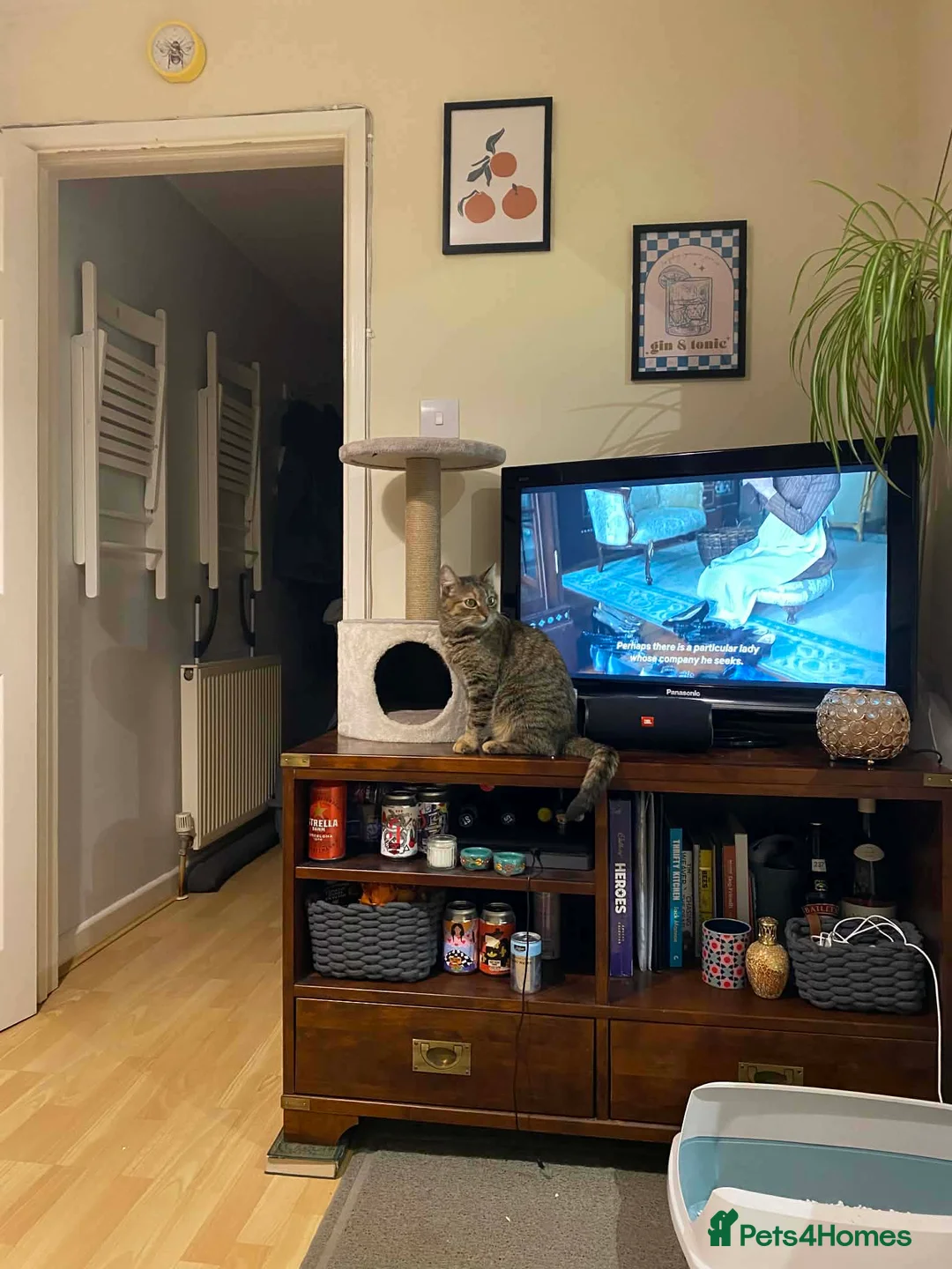 Mixed Breed cats for adoption: Beatrice Guildford Surrey  - Advert 4