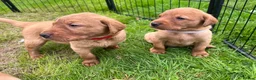 Labrador Retriever dogs for sale: KC fox red puppies - Advert 13