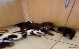 Cocker Spaniel dogs for sale: Working Cocker spaniel puppies  - Image 15