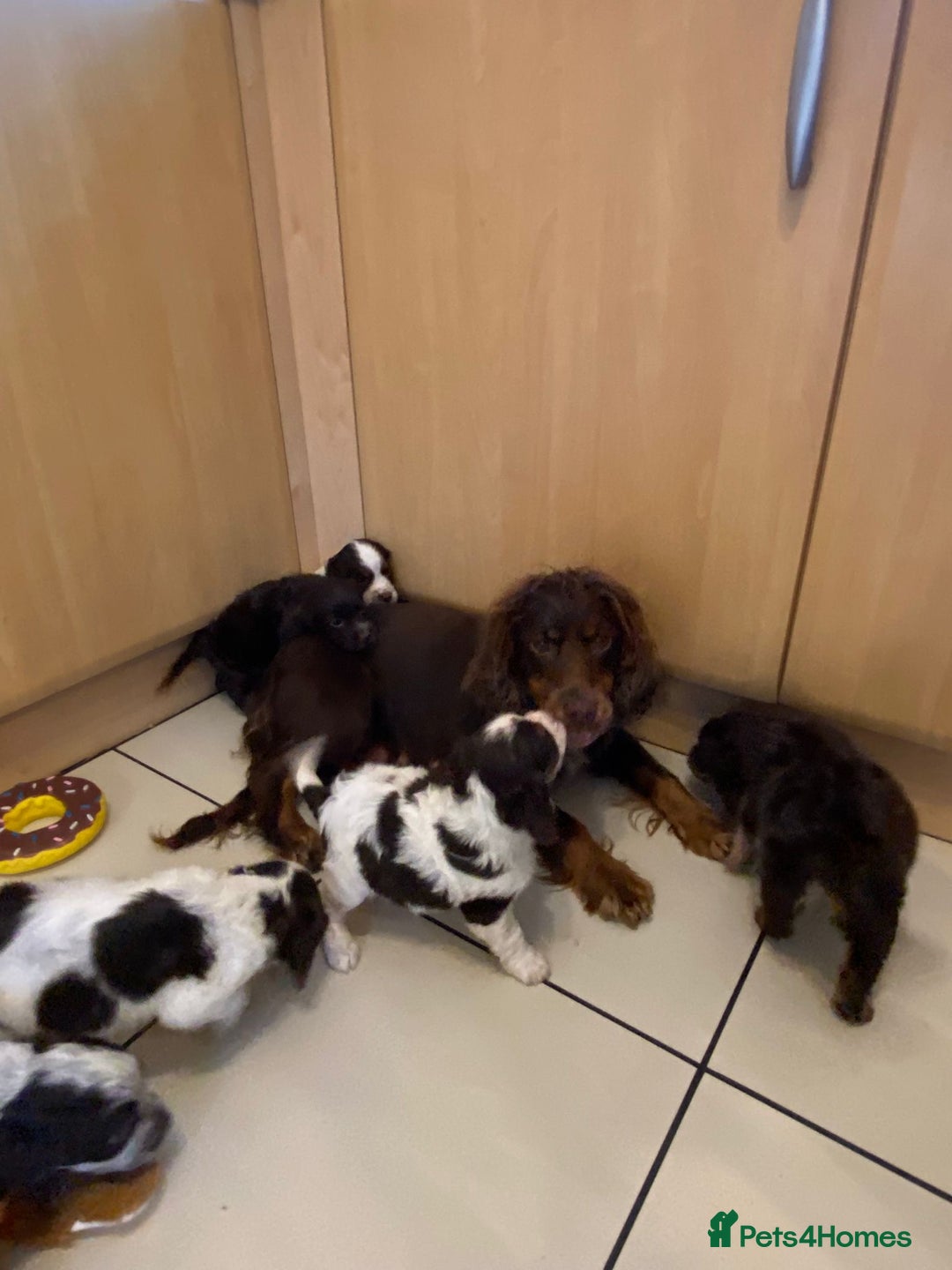 Cocker Spaniel dogs for sale: Working Cocker spaniel puppies  - Image 15